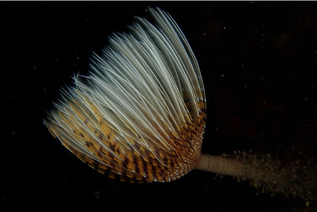 Bautismo de Buceo (Gijón, Asturias)