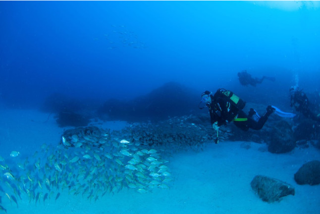 Bautismo de Buceo desde Barco en Costa Adeje (Santa Cruz de Tenerife)