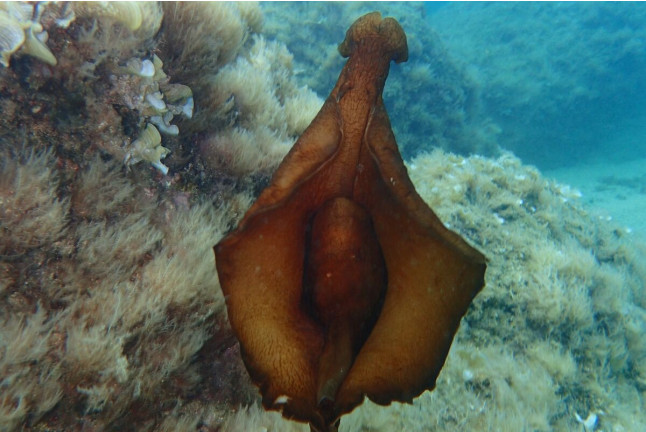 Bautismo de Buceo en Cala Gogo (Sant Antoni de Calonge, Costa Brava)