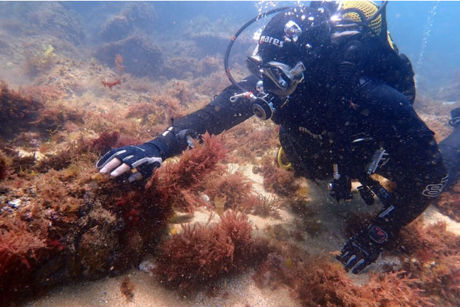 Bautismo de Buceo con Fotos en Isla de Mouro (Santander, Cantabria)