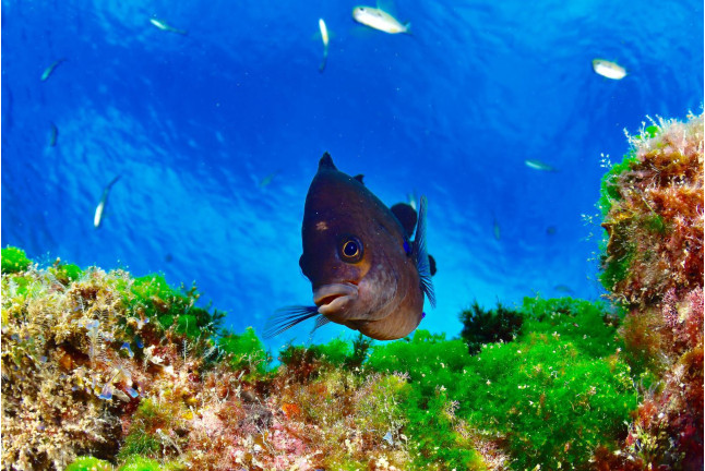 Bautismo de Buceo en Playa Chica del Puerto del Carmen (Lanzarote)