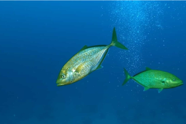 Bautismo de Buceo (Málaga)