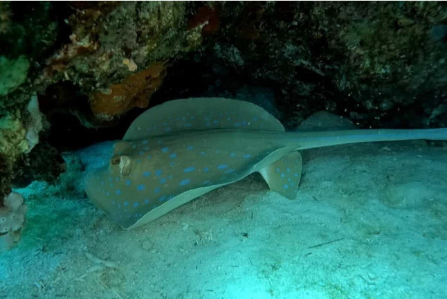 Bautismo de Buceo (Málaga)