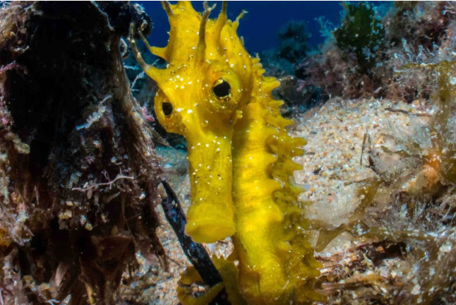 Descubre el  Buceo PADI para dos (Tossa de Mar, Girona)
