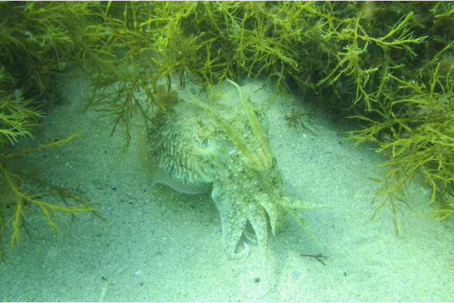Bautismo de Buceo en la Ría de Viveiro (Lugo)