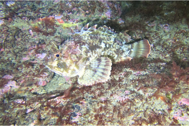Bautismo de Buceo en la Ría de Viveiro (Lugo)