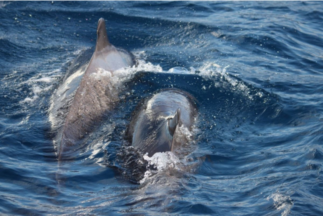 Bautismo de Buceo con Fotos y Vídeos (San Andrés, Tenerife)