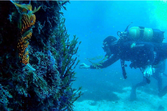 Bautismo de Buceo en Tarifa o La Caleta (Cádiz)