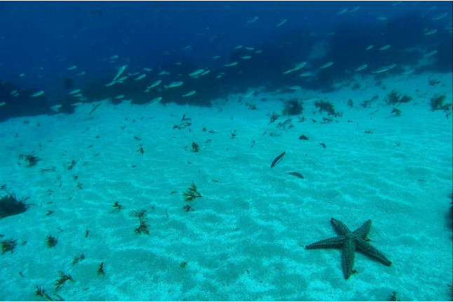 Bautismo de Buceo en Tarifa o La Caleta (Cádiz)