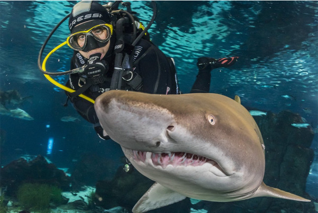 Inmersión y Buceo con Tiburones (Barcelona)