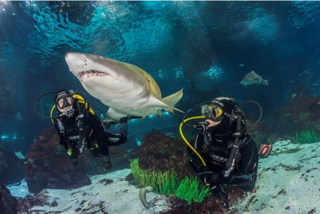 Inmersión y Buceo con Tiburones (Barcelona)