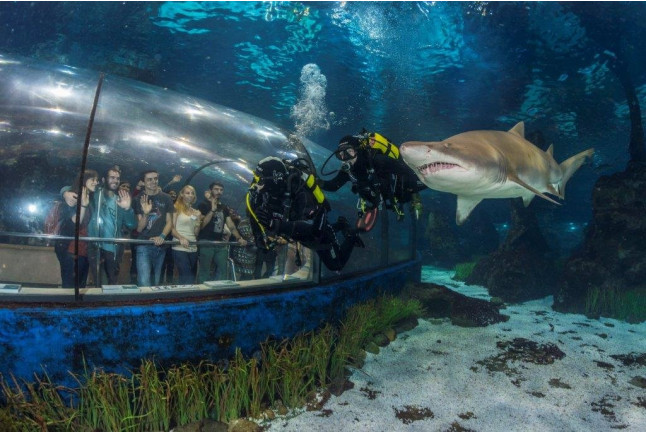 Inmersión y Buceo con Tiburones (Barcelona)
