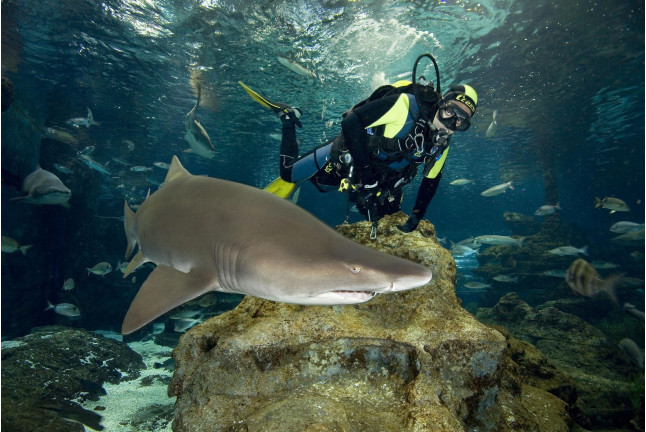 Inmersión y Buceo con Tiburones (Barcelona)