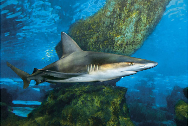 Inmersión y Buceo con Tiburones (Barcelona)