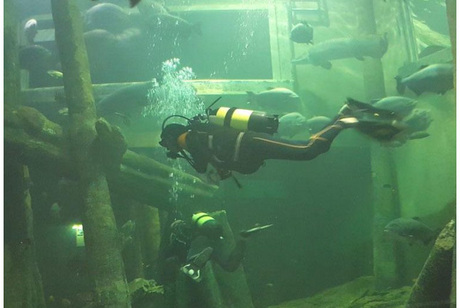 Bautismo de Buceo en el Acuario de Zaragoza (Zaragoza)