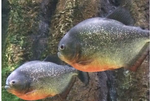 Bautismo de Buceo en el Acuario de Zaragoza (Zaragoza)