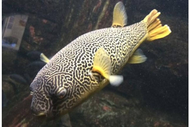Bautismo de Buceo en el Acuario de Zaragoza (Zaragoza)