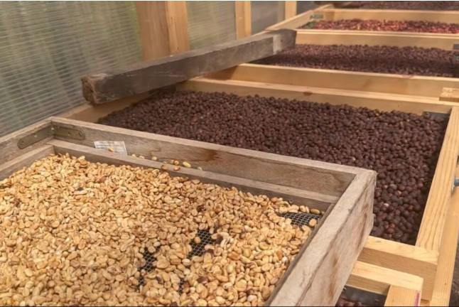 Tour y Degustación en Plantación de Café de Finca Los Castaños (Agaete, Las Palmas)