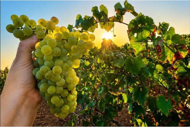 Visita Guiada y Cata de Vinos en Bodega Can Morgan (Mallorca)