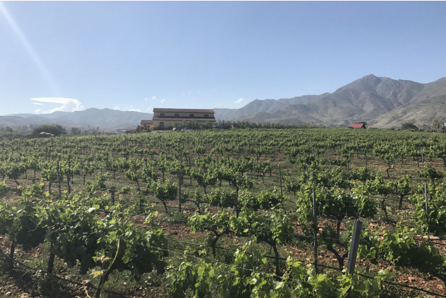 Escapada con Desayuno en Casa Rural Aloe Vera y Visita a Bodegas Perfer con Cata de Vinos y Aperitivos (Almería)