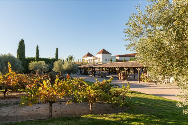 Visita a los Viñedos, Bodega y Cata de Vinos en Bodegas y Viñedos Casa del Valle (Yepes, Toledo)