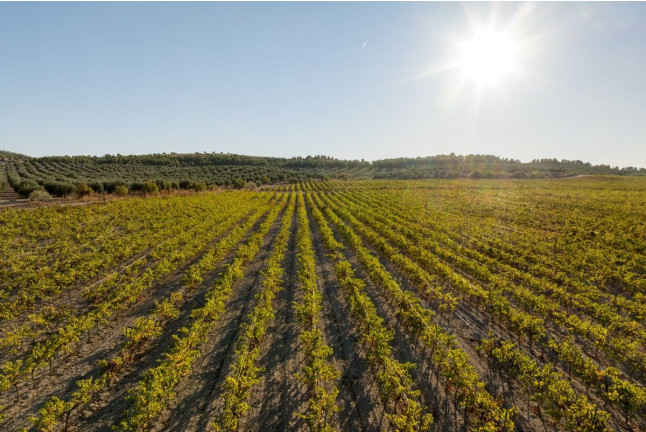 Visita a los Viñedos, Bodega y Cata de Vinos en Bodegas y Viñedos Casa del Valle (Yepes, Toledo)