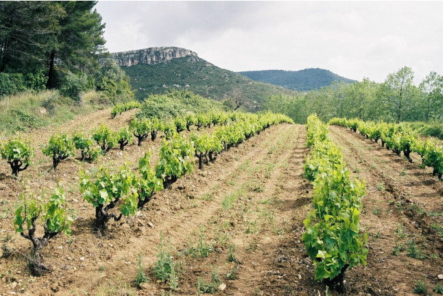 Escapada en Casa Gran 1771 - Boutique Winery Hotel 5* con Menú, Maridaje de Vinos y Visita a Bodega MontRubí con Cata (Alt Penedès)