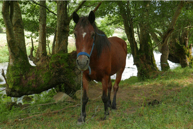 Actividad Familiar: Granjero por un Día en Casa Martín (Fondos de Vega, Asturias)