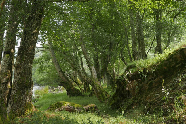 Actividad Familiar: Granjero por un Día en Casa Martín (Fondos de Vega, Asturias)