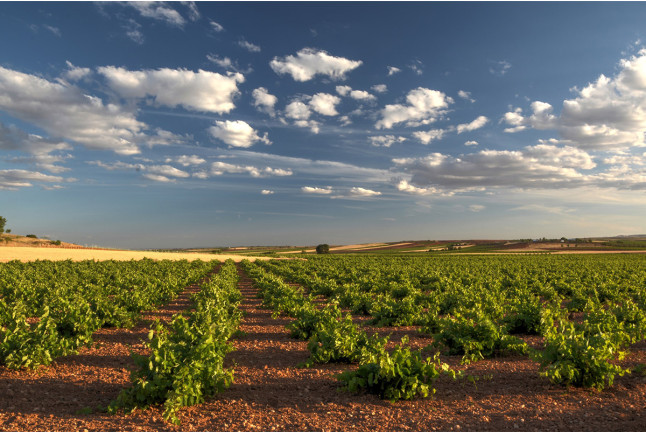 Escapada en Casa Rural y Visita a Bodega Campos de Dulcinea con Cata de Vinos para dos (Toledo)