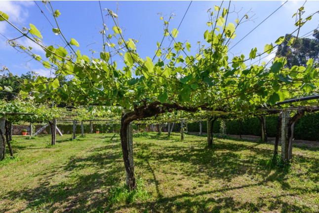 Escapada en Casa Rural Pazo Larache y Visita a Bodega Pazo de Señorans con Cata de Vino y Aguardientes para dos (Pontevedra) 