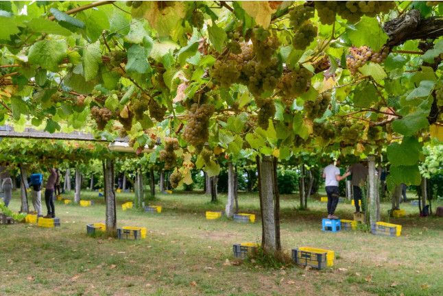 Escapada en Casa Rural Pazo Larache y Visita a Bodega Pazo de Señorans con Cata de Vino y Aguardientes para dos (Pontevedra) 
