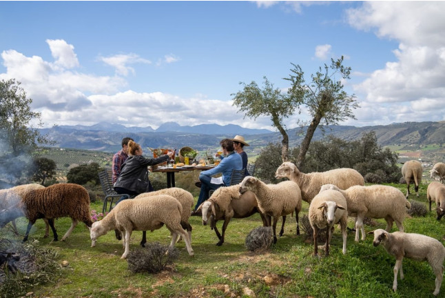 Visita Premium: Visita a LA Almazara y Museo del AOVE con Cata de AOVE y Degustación de Aceites (Ronda, Málaga)
