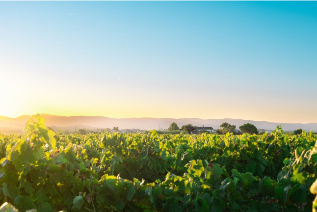 Visita a Bodega con Cata de Vinos e Ibéricos en Caves Nadal (Torrelavit, Barcelona)