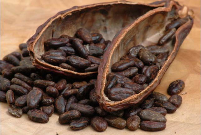 Taller y Cata de Chocolate (Barcelona)