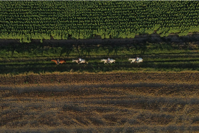 El Viñedo Verde del Empordà a Caballo: Ruta a Caballo, Visita a la Bodega y Cata de Vinos en Clos de Basella (Siurana, Girona)