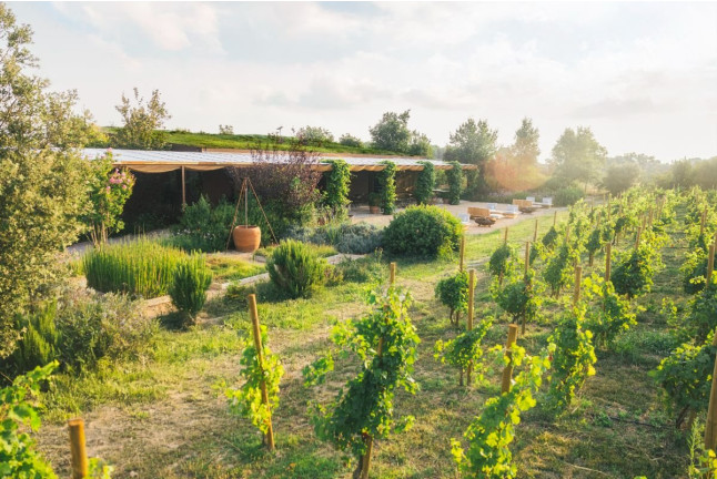 El Viñedo Verde del Empordà a Caballo: Ruta a Caballo, Visita a la Bodega y Cata de Vinos en Clos de Basella (Siurana, Girona)
