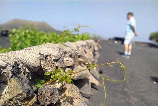 Visita a los Viñedos y a la Bodega Vulcano con Cata de Vinos Guiada (Lanzarote)