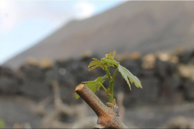 Visita a los Viñedos y a la Bodega Vulcano con Cata de Vinos Guiada (Lanzarote)