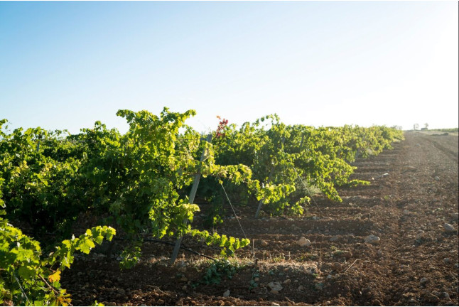 Visita a Almazara y a Bodega Emina Rueda con Cata de Aceites y Vinos (Valladolid)