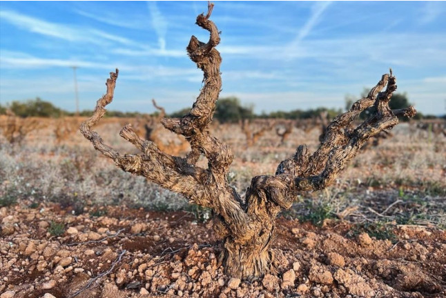Cata de Vinos con Degustación en Finca Mas Perdut (Santa Oliva, Tarragona)
