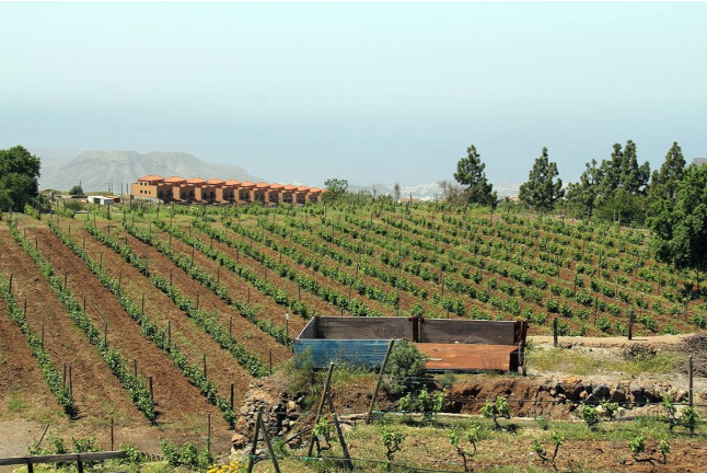 Visita a Bodegas Reverón con Cata de Vinos y Picoteo (Villaflor, Tenerife)