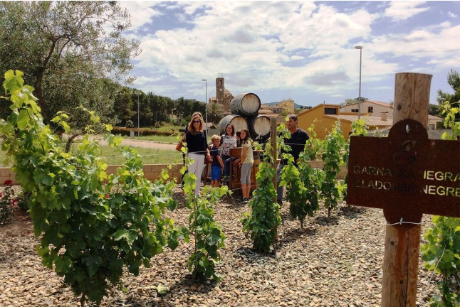 Visita a Cooperativa Agrícola de Garriguella con Cata de 4 Vinos y Maridaje de 8 Quesos (Garriguella, Girona)