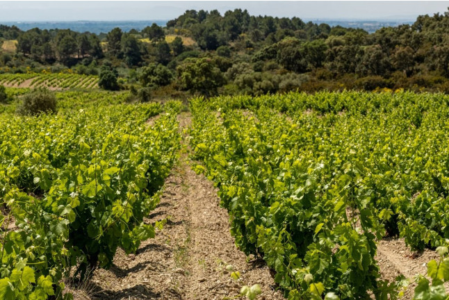 Visita a Cooperativa Agrícola de Garriguella con Cata de 4 Vinos y Maridaje de 8 Quesos (Garriguella, Girona)