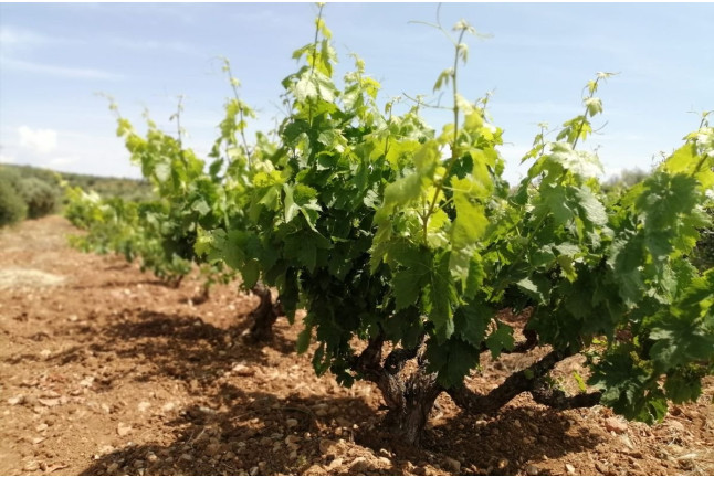 Visita, Cata de Vinos y Aperitivo en l'Estanquer (Canet lo Roig, Castellón)
