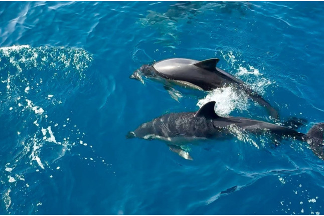 Salida en Catamarán con Degustación de Tapas Españolas, Actividades y Avistamiento de Delfines (Benalmádena, Málaga)