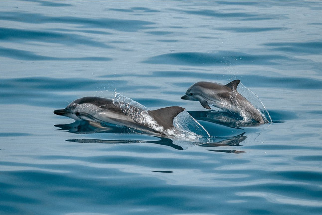 Avistamiento de Delfines en Catamarán por la Costa del Sol (Fuengirola, Málaga) 