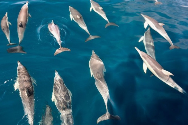 Avistamiento de Delfines en Catamarán por la Costa del Sol (Fuengirola, Málaga) 