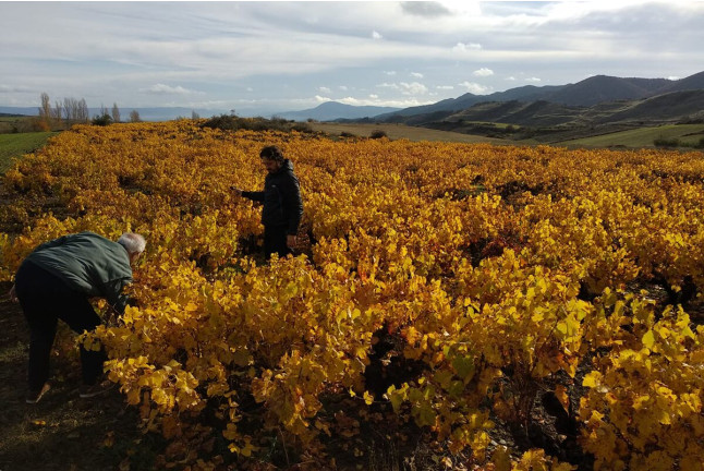 Visita a Bodegas Caudalía con Cata de Vinos con Aperitivo y Aceite de Oliva Virgen Extra para dos (Lerga, Navarra)