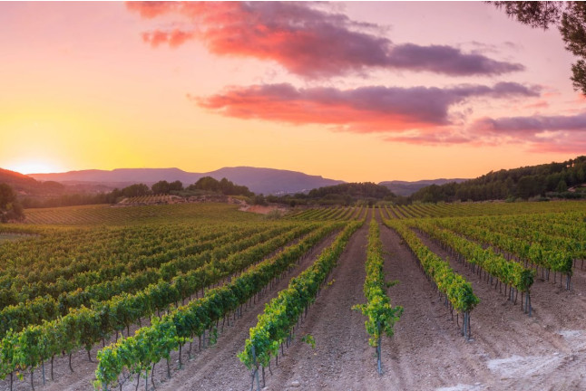 Tradición, Territorio Penedès-Garraf: Ruta, Visita Guiada, Cata de Vino y Cava y Aperitivo en Caves Cuscó Berga (Les Gunyoles, Barcelona)